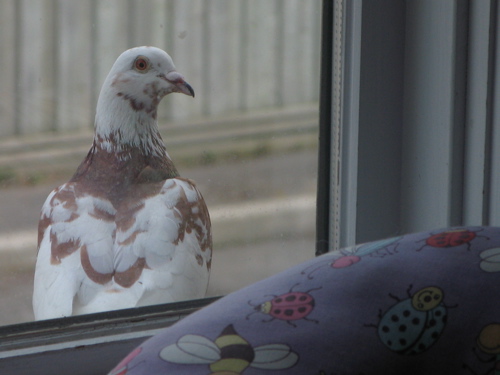 Pigeon at the window