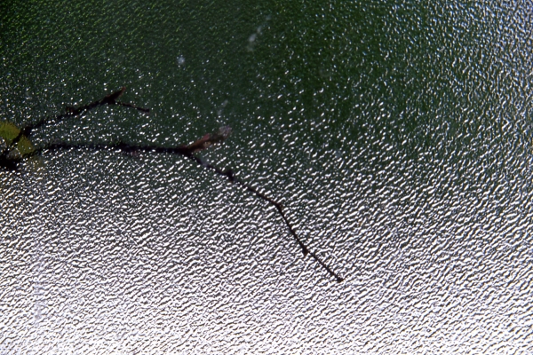 frosted-branch.jpg - 07 Sep 2012